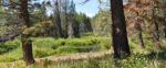 Forestry Fuel Reduction Work Tour
