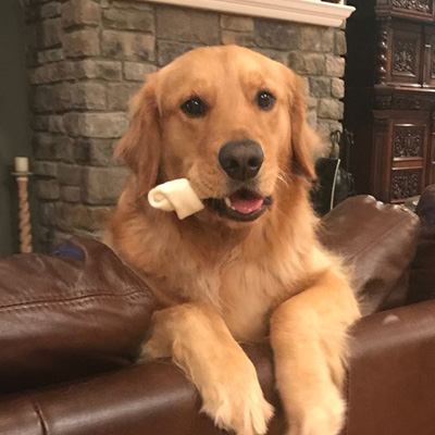 Buddy Meek dog mayor image