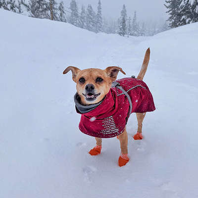 Pixel for dog mayor campaign