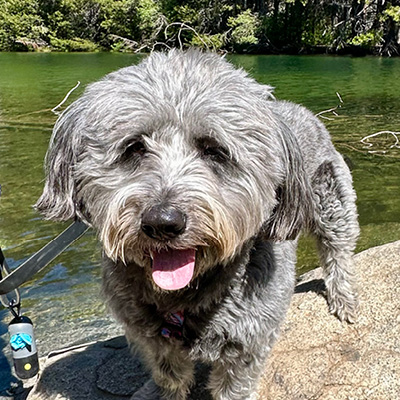 Tessie for dog mayor campaign