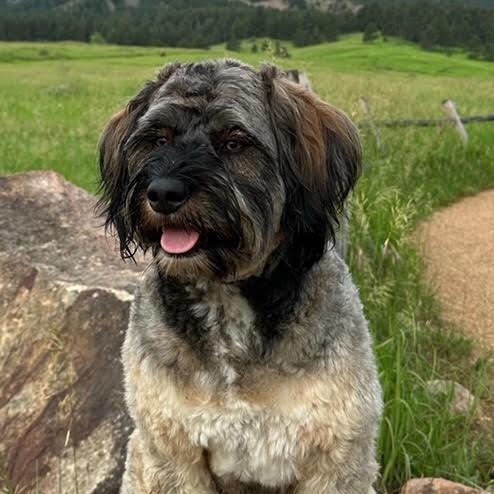 Whiskey for dog mayor campaign 