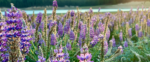 Guided Wildflower Tour